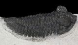 Bug-Eyed Coltraneia Trilobite - Great Eye Detail #41826-3